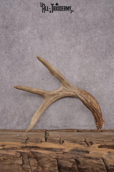 4 Point Whitetail Deer Antler Shed SKU 2493