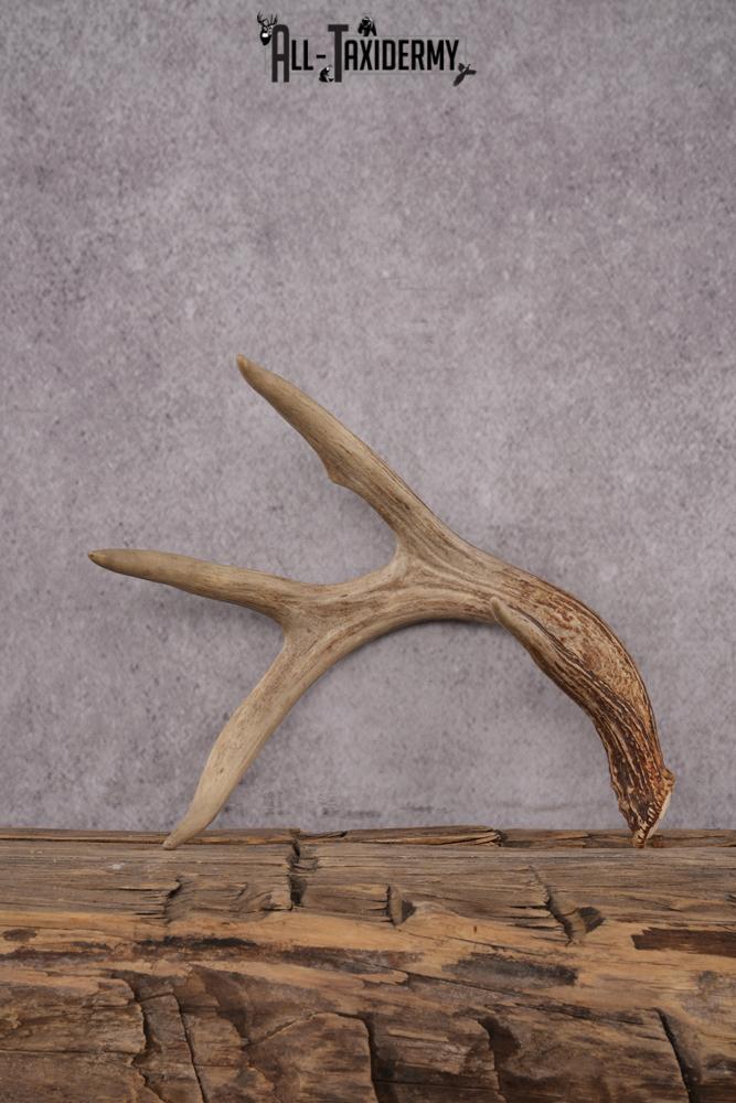 4 Point Whitetail Deer Antler Shed SKU 2493