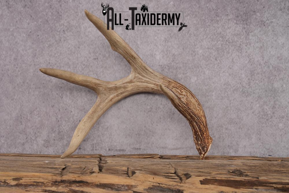 4 Point Whitetail Deer Antler Shed SKU 2493 - Image 2