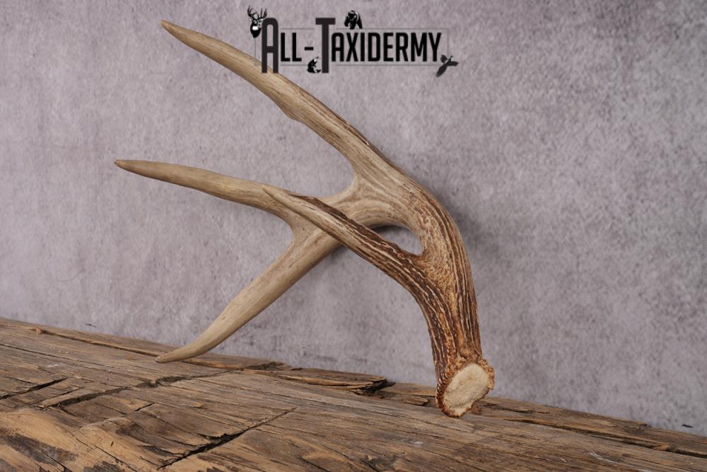 4 Point Whitetail Deer Antler Shed SKU 2493 - Image 4