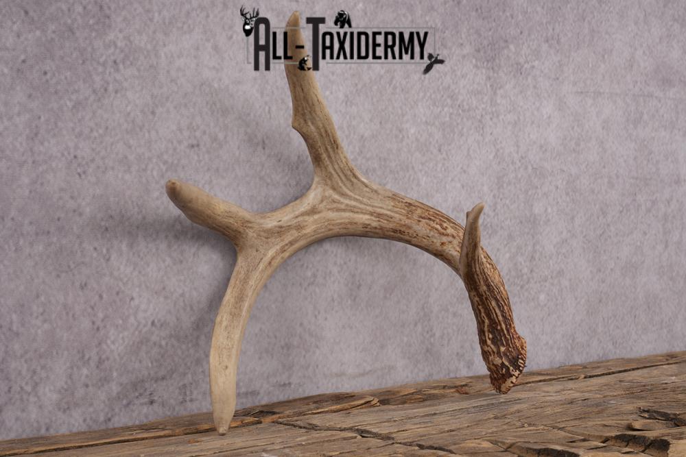 4 Point Whitetail Deer Antler Shed SKU 2493 - Image 3