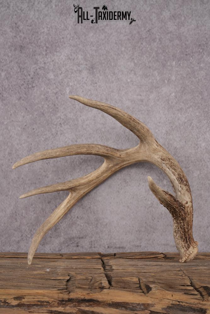 5 Point Whitetail Deer Antler Shed SKU 2494