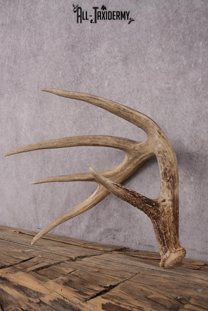 5 Point Whitetail Deer Antler Shed SKU 2494 - Image 3