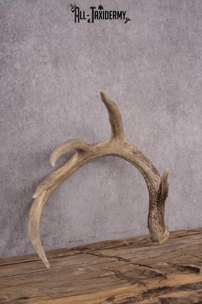 5 Point Whitetail Deer Antler Shed SKU 2494 - Image 2