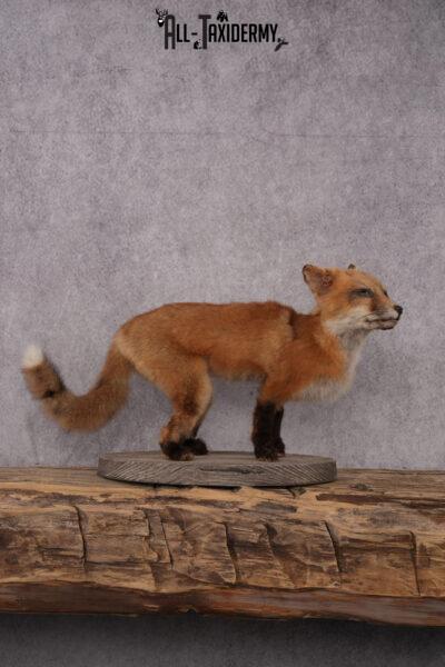 Red Fox Pup Taxidermy Mount SKU 2440