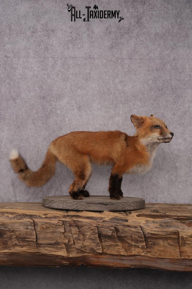 Red Fox Pup Taxidermy Mount SKU 2440