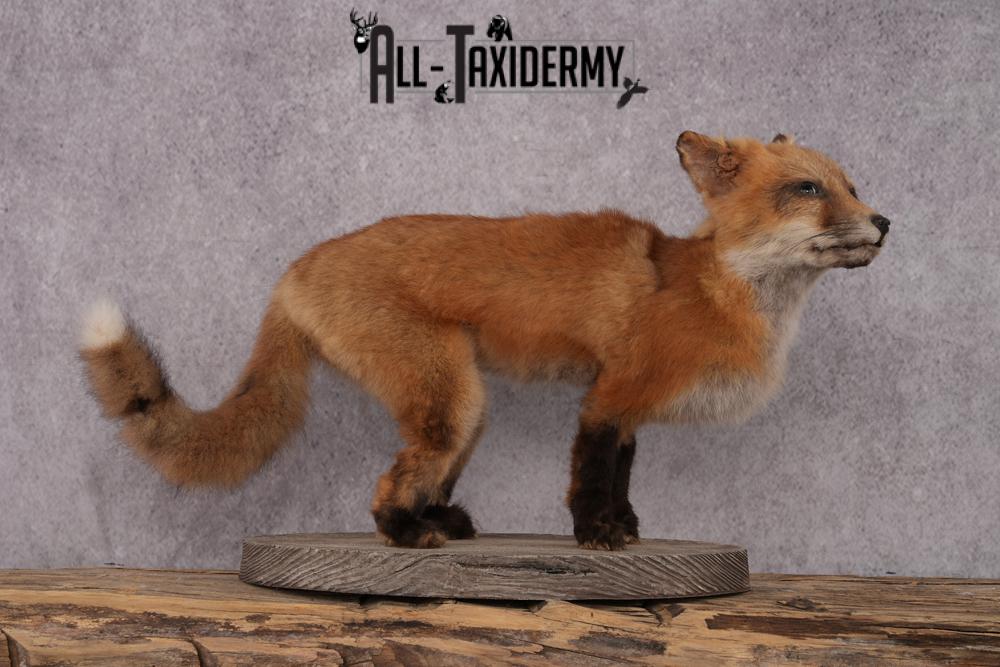 Red Fox Pup Taxidermy Mount SKU 2440 - Image 2