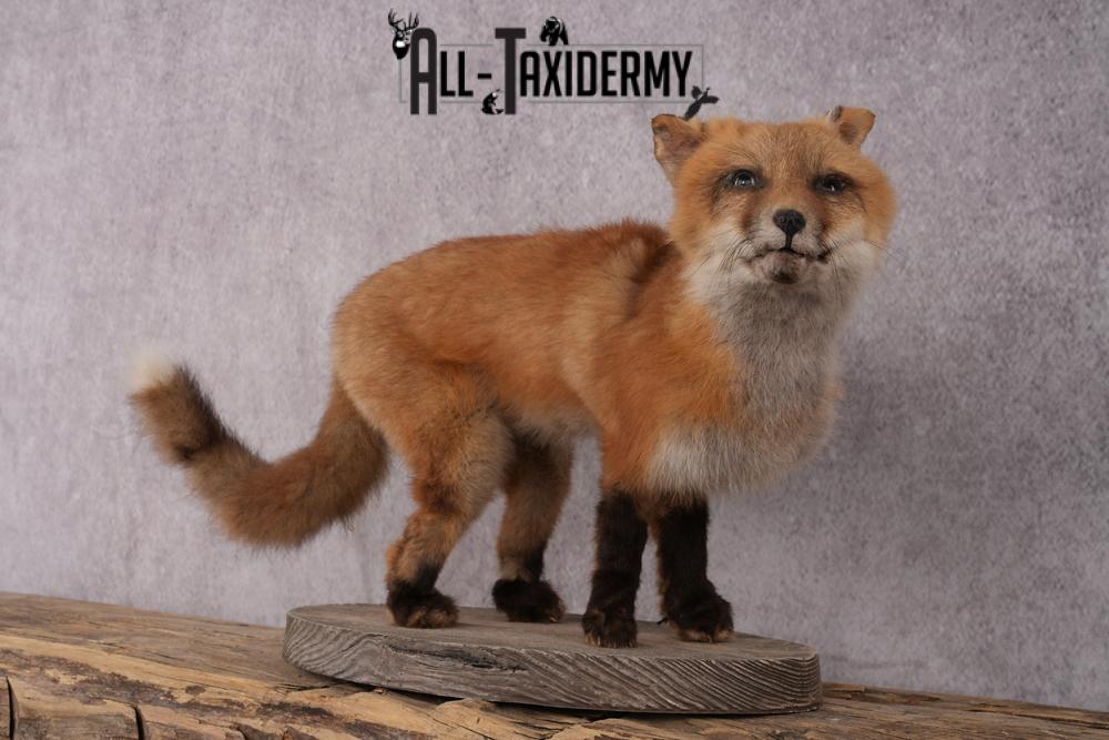 Red Fox Pup Taxidermy Mount SKU 2440 - Image 6
