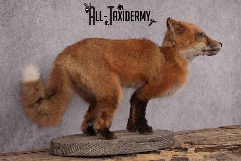 Red Fox Pup Taxidermy Mount SKU 2440 - Image 5