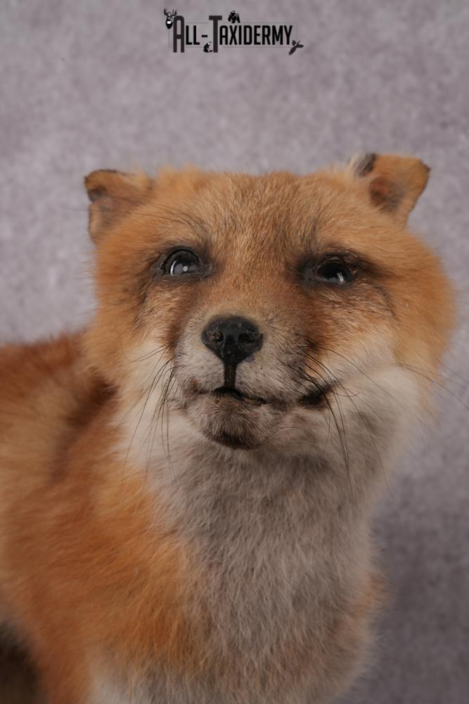 Red Fox Pup Taxidermy Mount SKU 2440 - Image 4