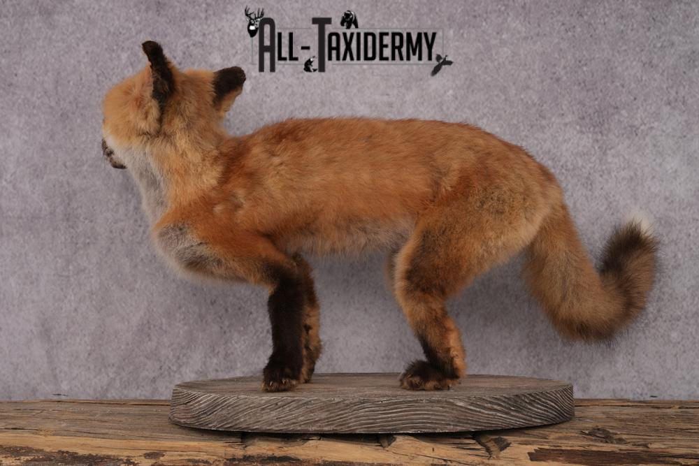Red Fox Pup Taxidermy Mount SKU 2440 - Image 3