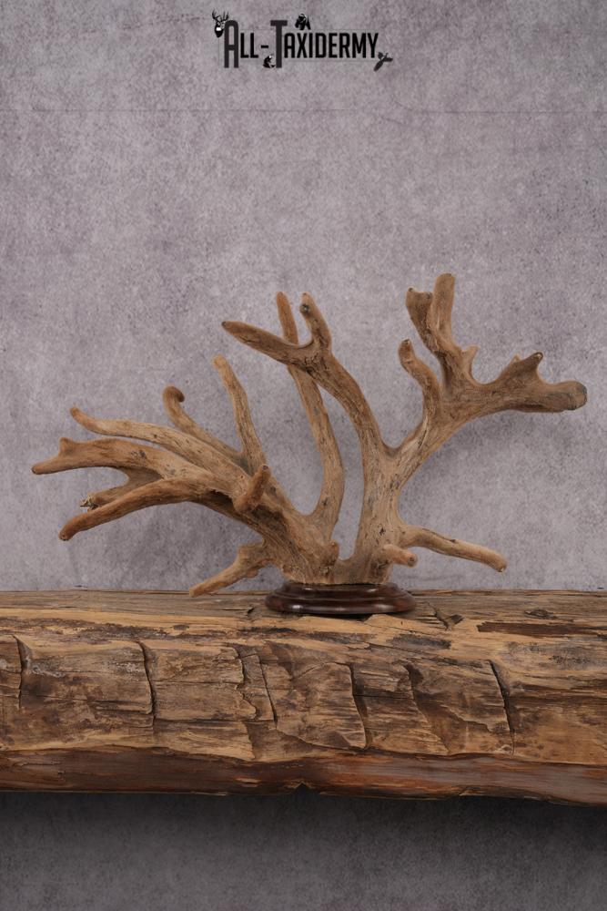 Whitetail Deer Velvet Antler on Plaque Display SKU 2444