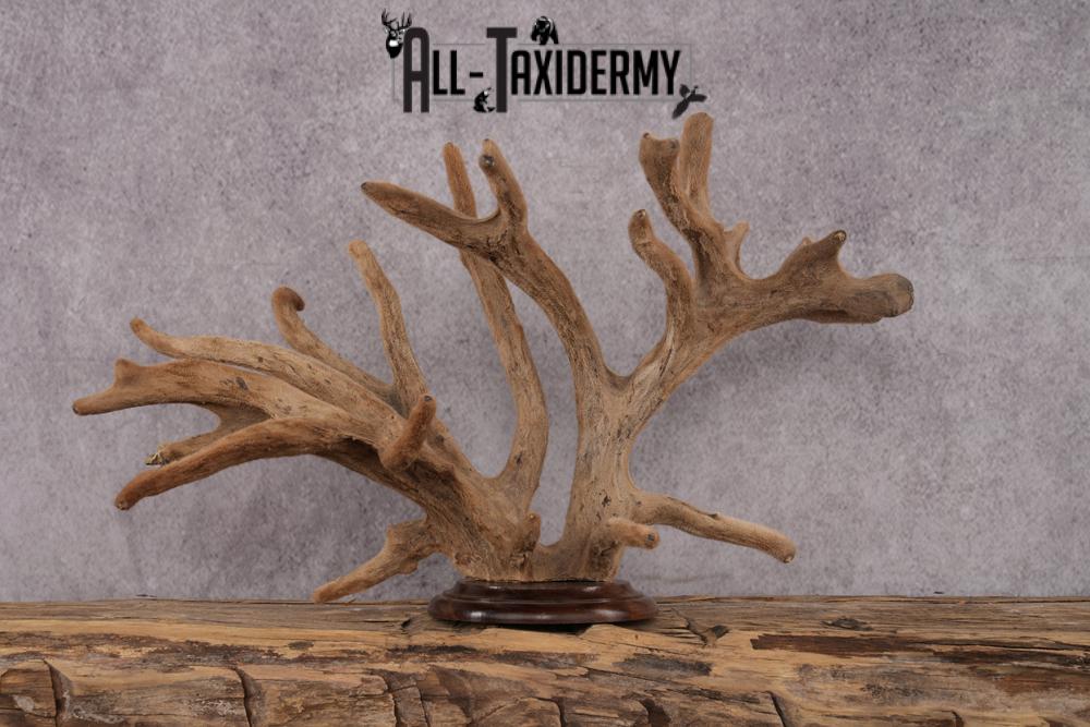 Whitetail Deer Velvet Antler on Plaque Display SKU 2444 - Image 5