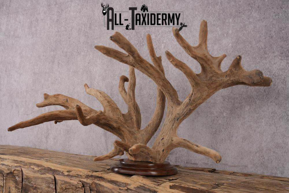 Whitetail Deer Velvet Antler on Plaque Display SKU 2444 - Image 4