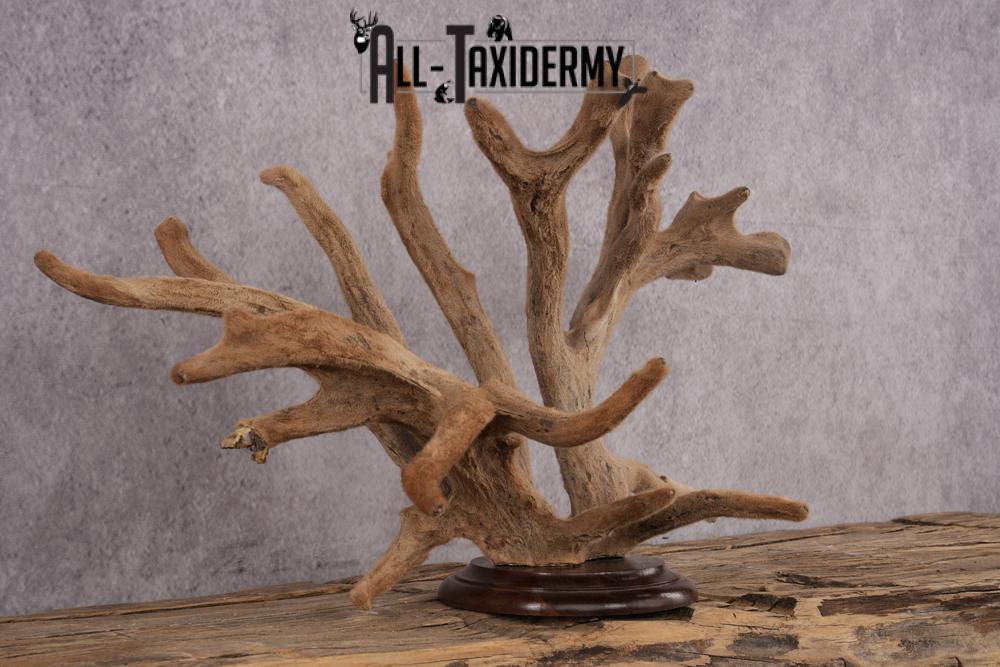 Whitetail Deer Velvet Antler on Plaque Display SKU 2444 - Image 3