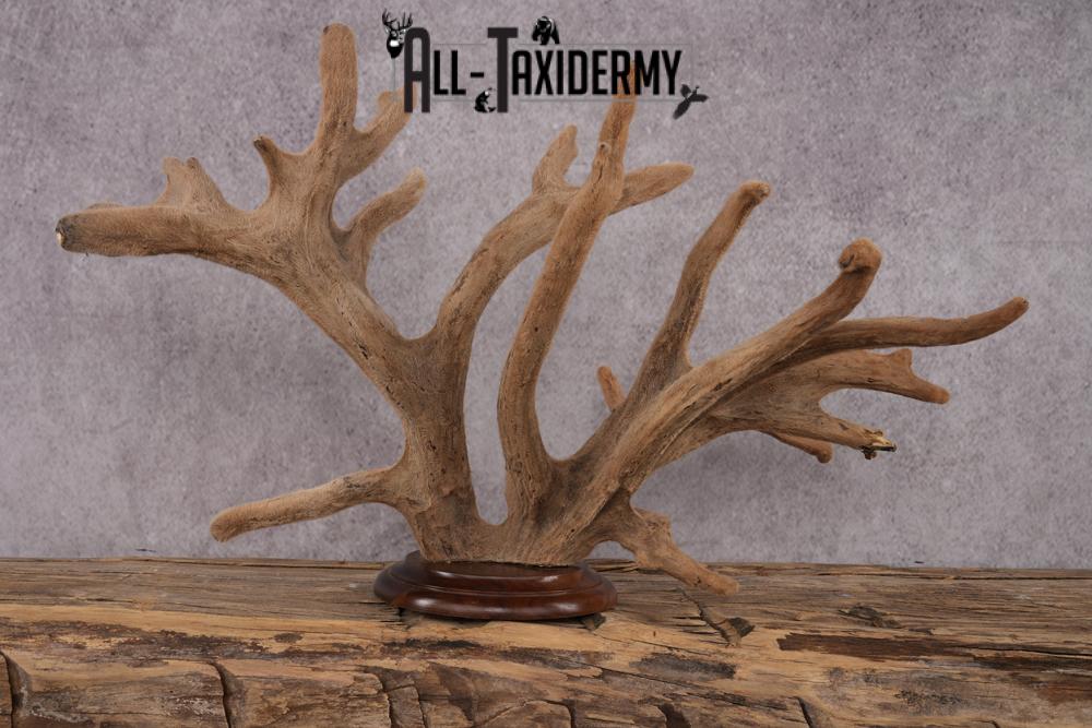 Whitetail Deer Velvet Antler on Plaque Display SKU 2444 - Image 2