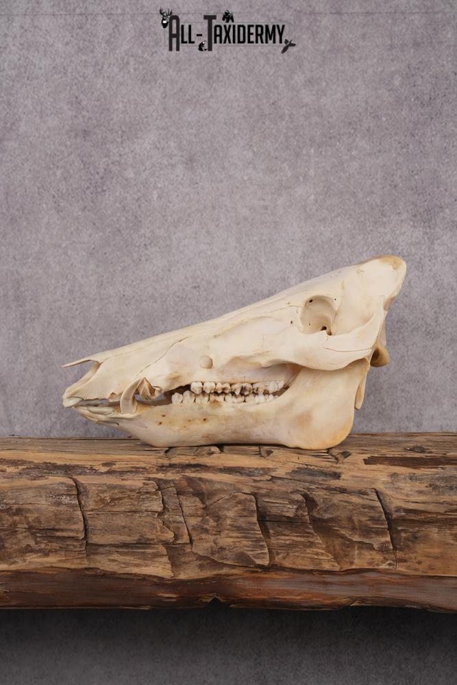 Razorback boar taxidermy skull SKU 2517