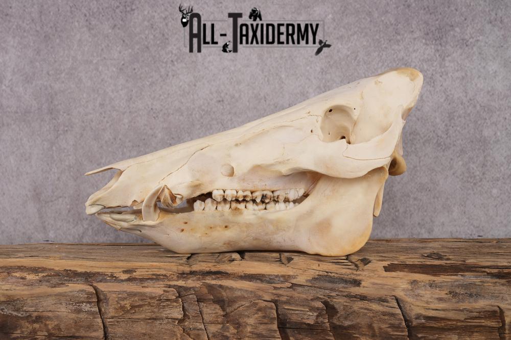 Razorback boar taxidermy skull SKU 2517 - Image 7
