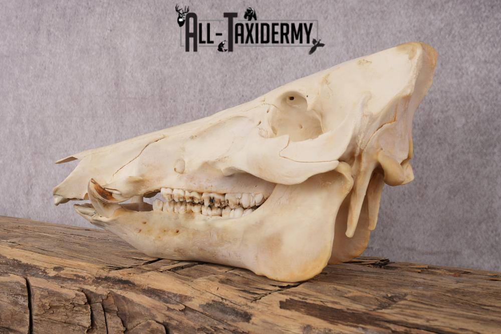 Razorback boar taxidermy skull SKU 2517 - Image 6
