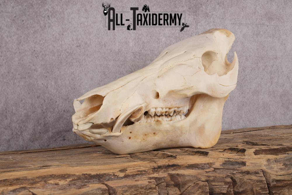 Razorback boar taxidermy skull SKU 2517 - Image 5