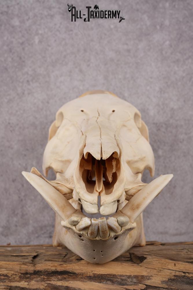 Razorback boar taxidermy skull SKU 2517 - Image 4