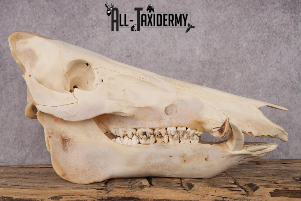 Razorback boar taxidermy skull SKU 2517 - Image 3