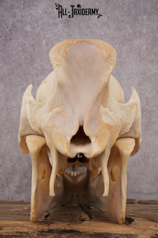 Razorback boar taxidermy skull SKU 2517 - Image 2