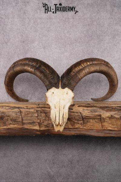 African Barbary Aoudad taxidermy skull SKU 2511
