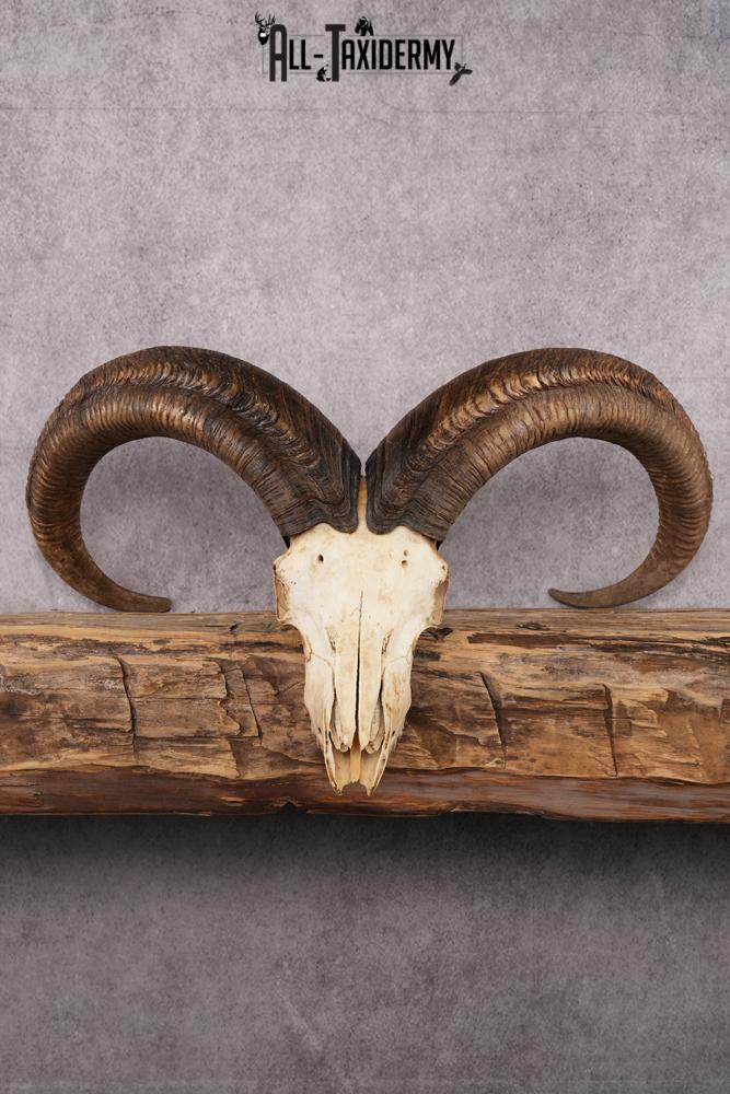 African Barbary Aoudad taxidermy skull SKU 2511