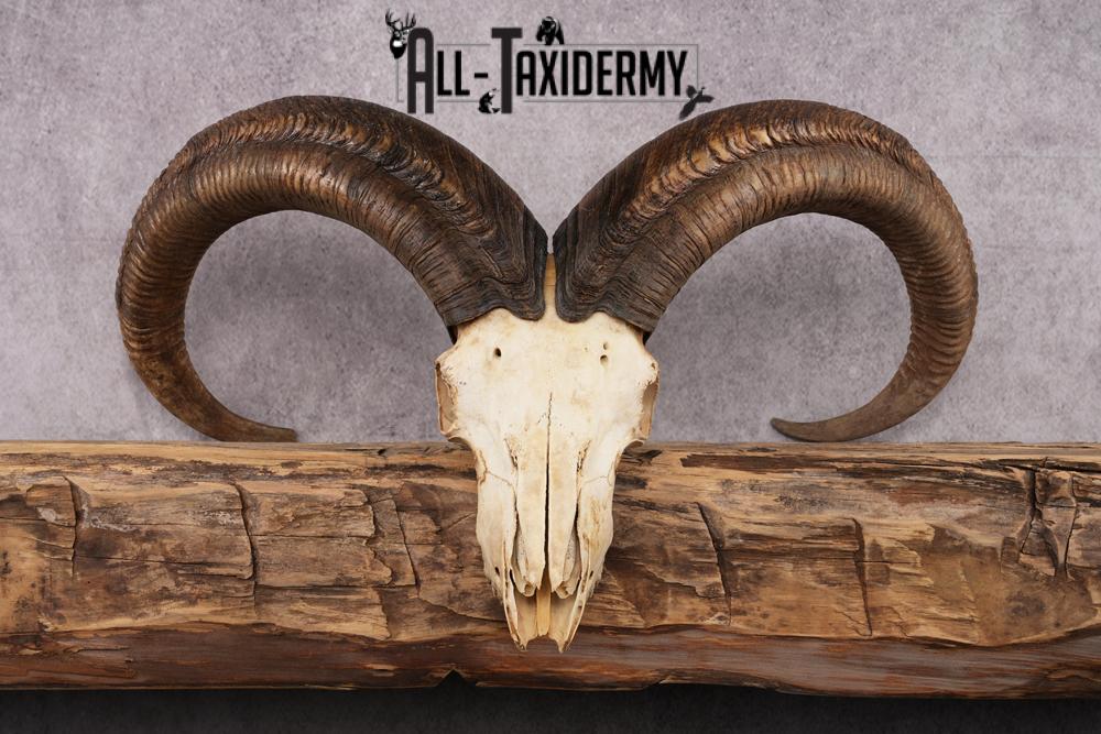 African Barbary Aoudad taxidermy skull SKU 2511 - Image 4