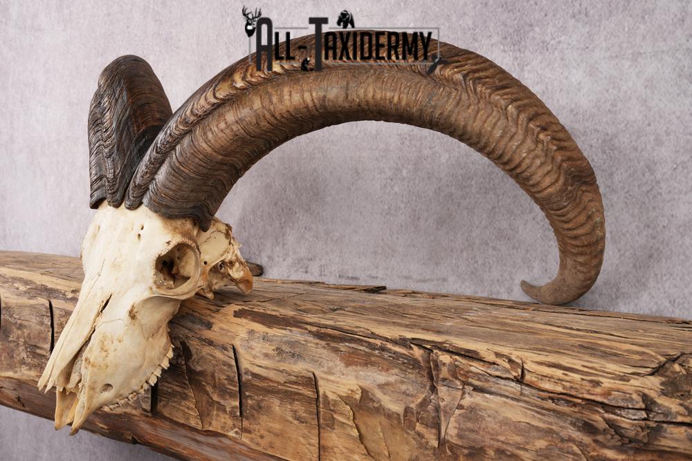 African Barbary Aoudad taxidermy skull SKU 2511 - Image 3
