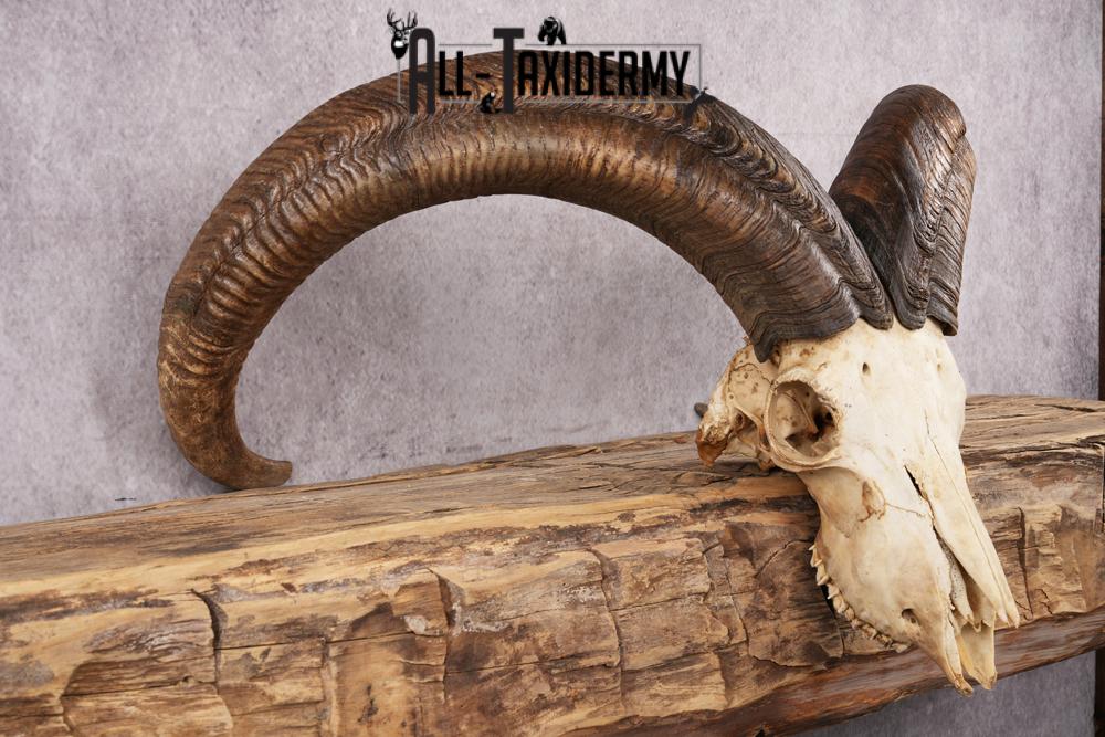 African Barbary Aoudad taxidermy skull SKU 2511 - Image 2