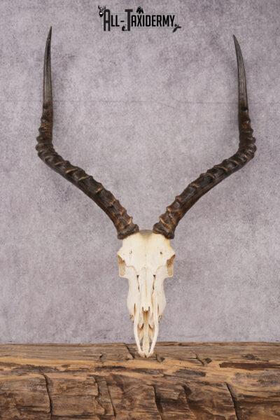 African Impala taxidermy skull SKU 2514