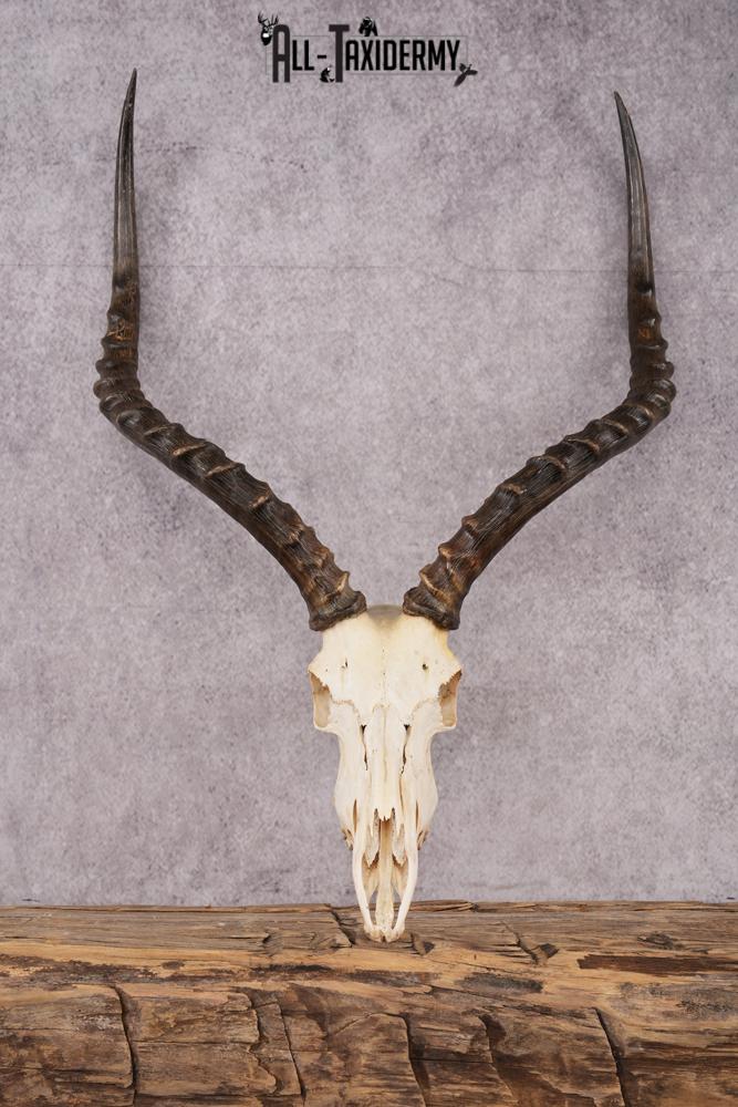 African Impala taxidermy skull SKU 2514