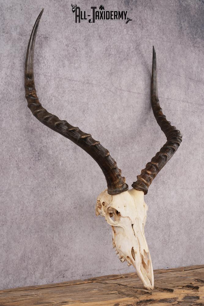 African Impala taxidermy skull SKU 2514 - Image 3