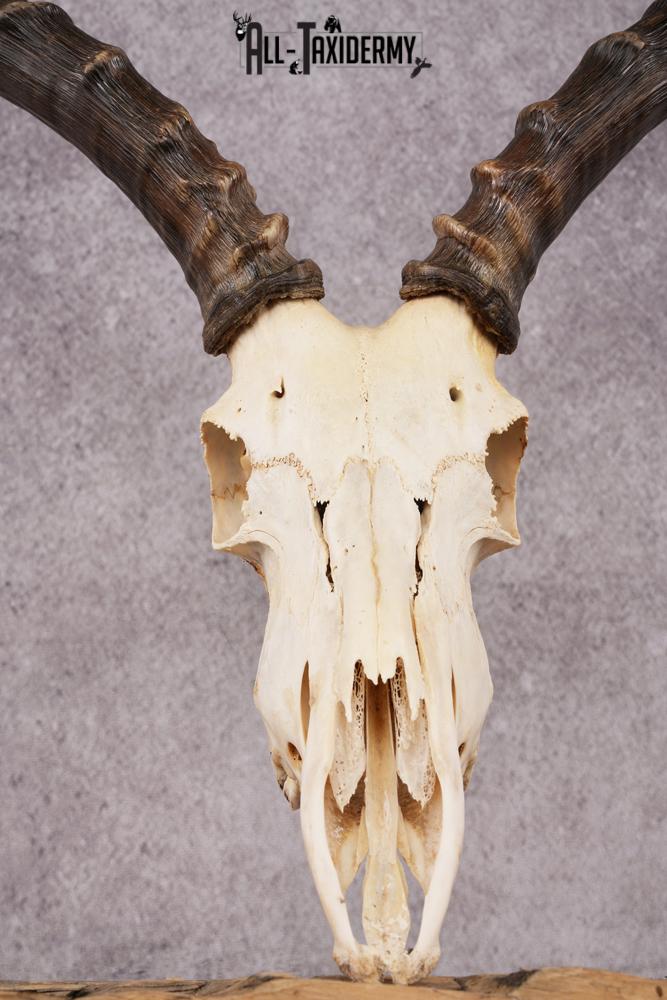 African Impala taxidermy skull SKU 2514 - Image 2
