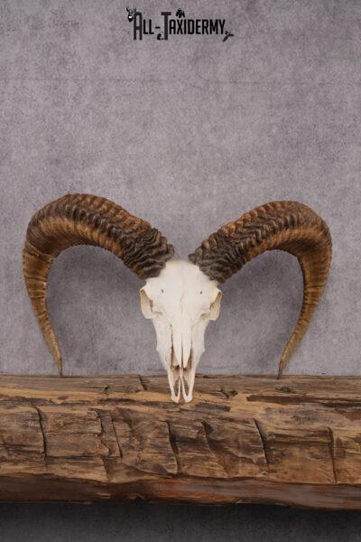 Red Sheep taxidermy skull SKU 2512