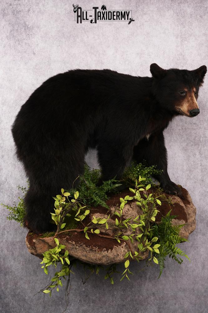 Black Bear Taxidermy Mount SKU 2482