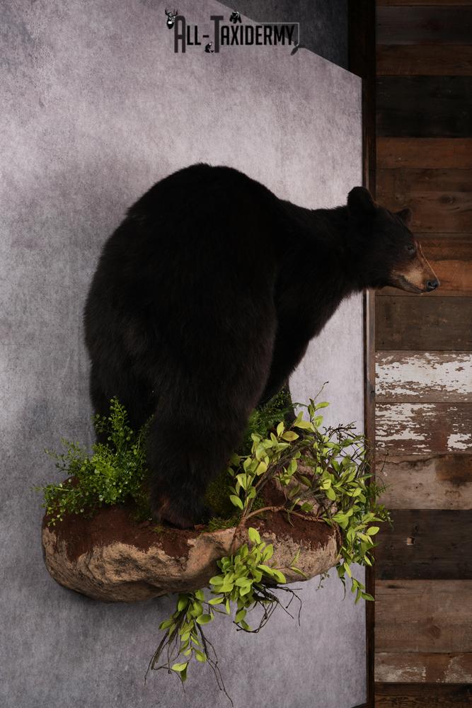 Black Bear Taxidermy Mount SKU 2482 - Image 10