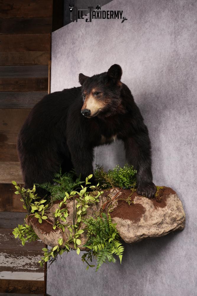 Black Bear Taxidermy Mount SKU 2482 - Image 9