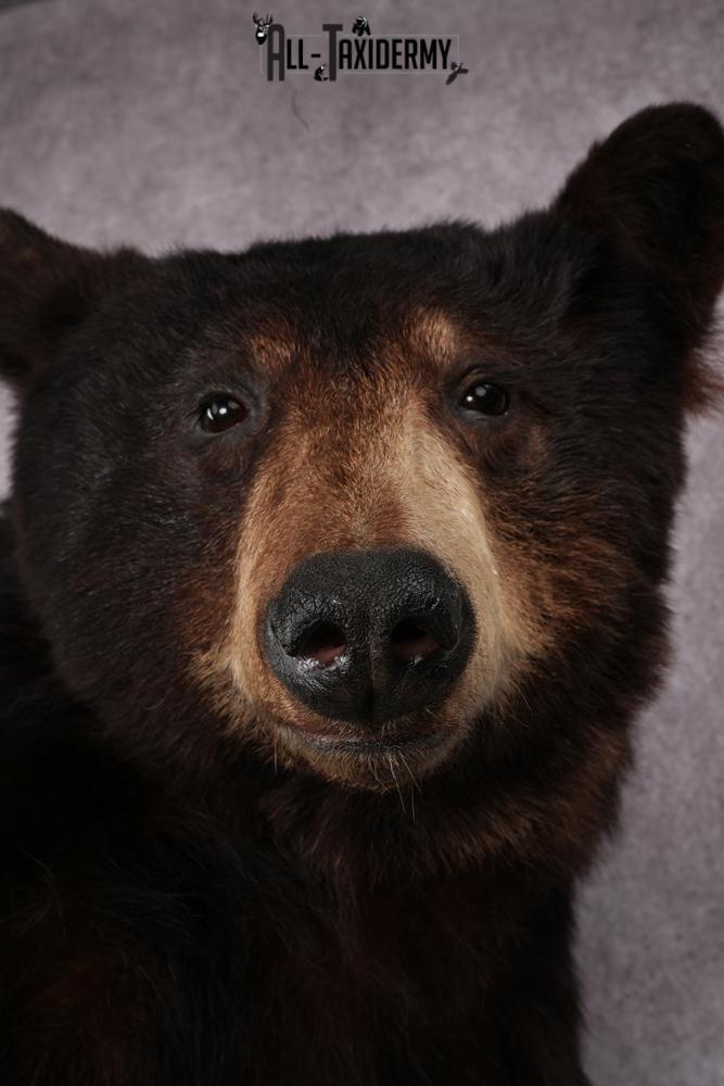 Black Bear Taxidermy Mount SKU 2482 - Image 8