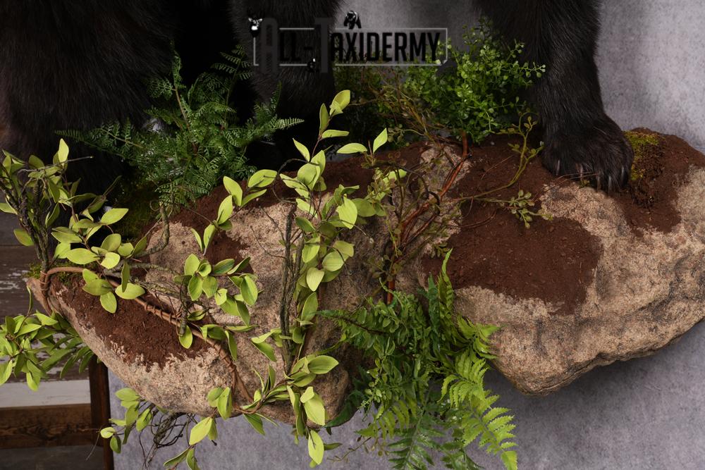 Black Bear Taxidermy Mount SKU 2482 - Image 7