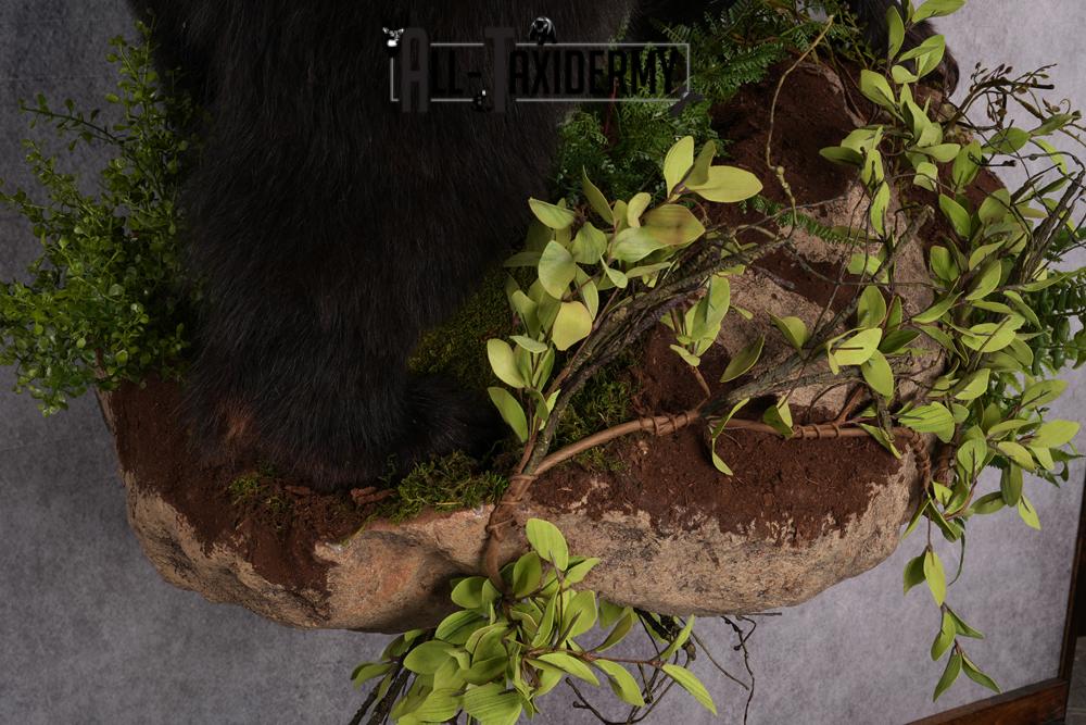 Black Bear Taxidermy Mount SKU 2482 - Image 6