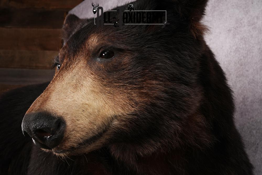 Black Bear Taxidermy Mount SKU 2482 - Image 5