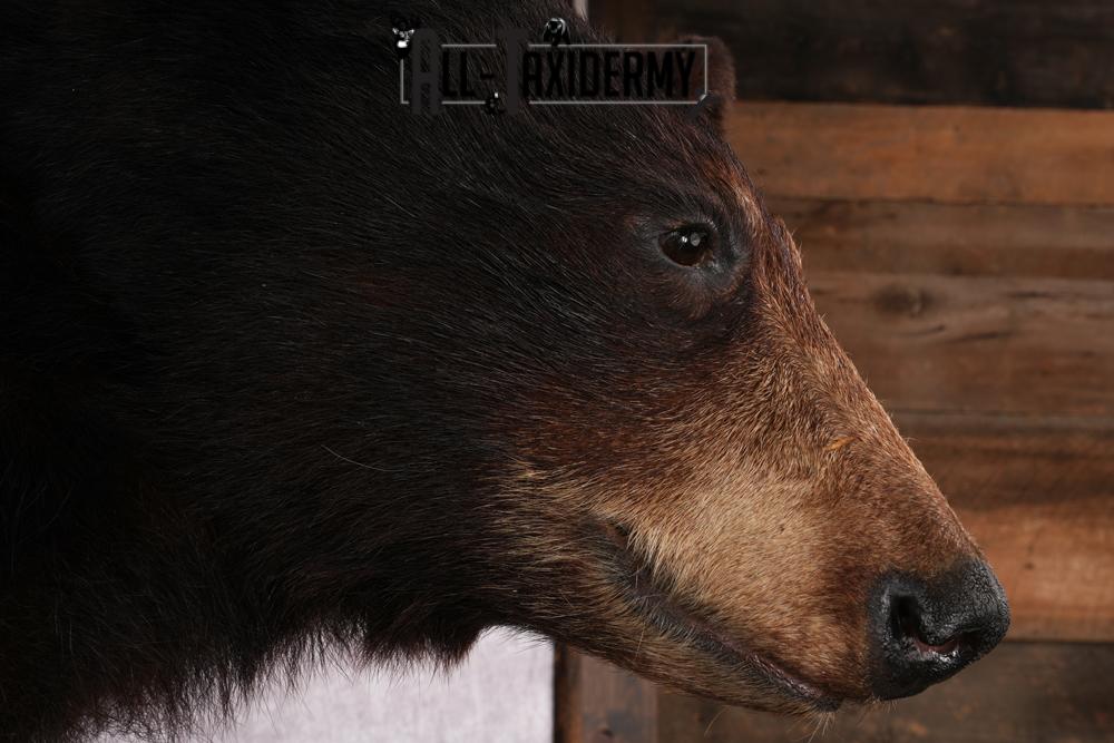 Black Bear Taxidermy Mount SKU 2482 - Image 4