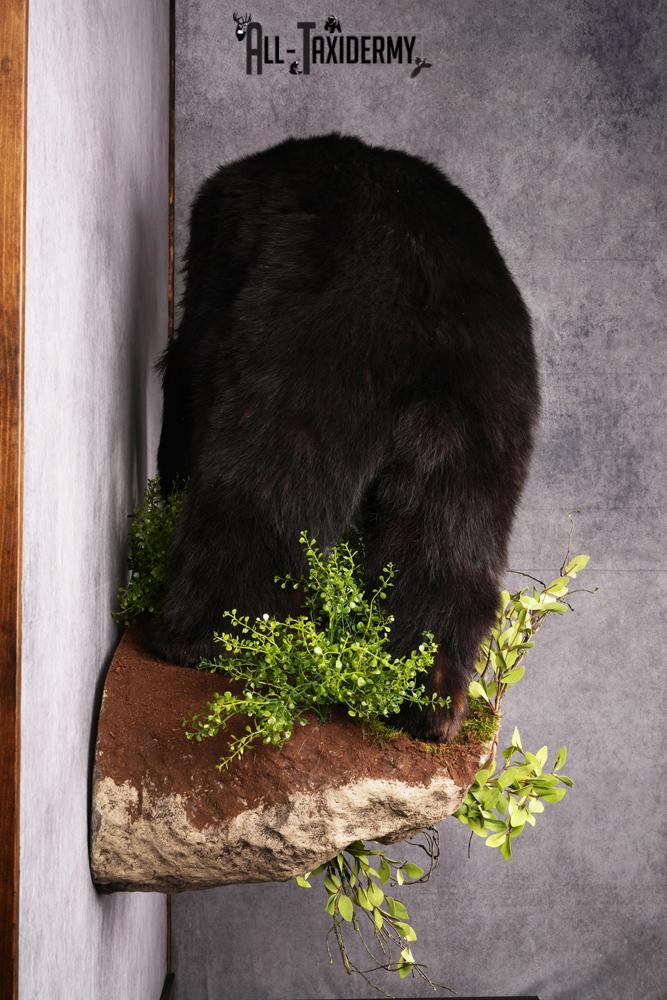 Black Bear Taxidermy Mount SKU 2482 - Image 3