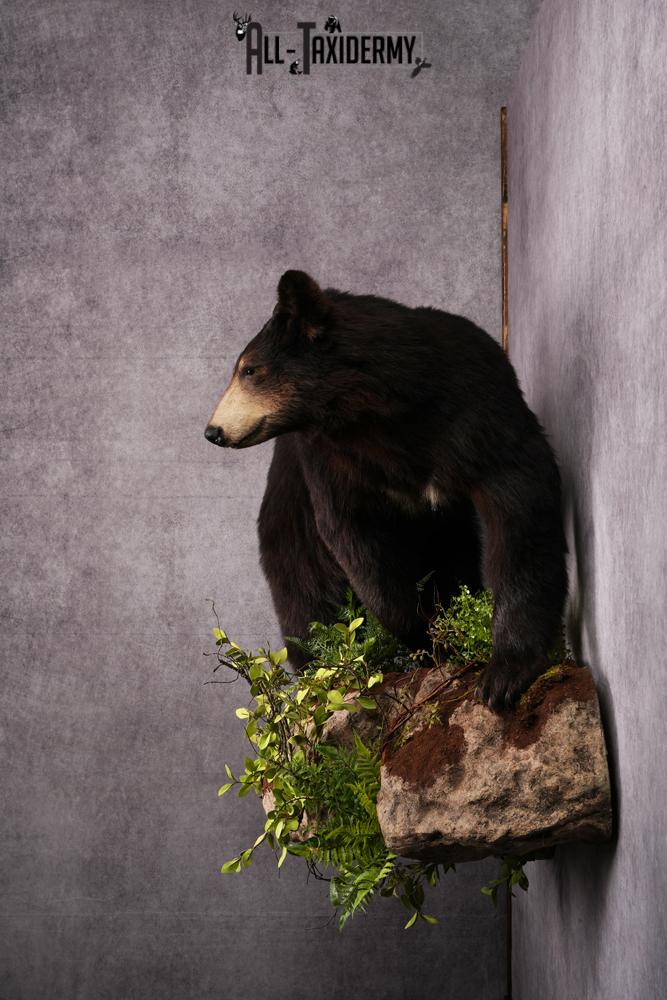 Black Bear Taxidermy Mount SKU 2482 - Image 2