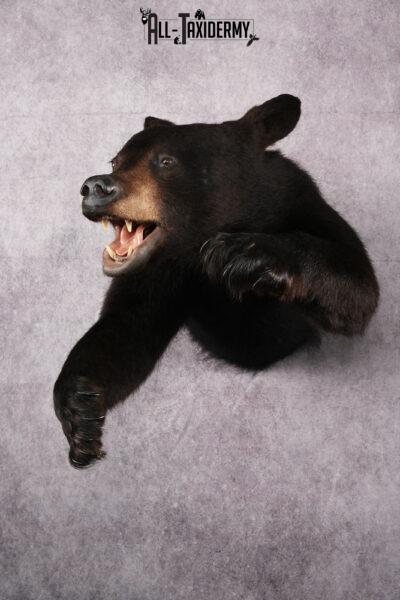Black Bear Half Body Taxidermy Mount SKU 2472