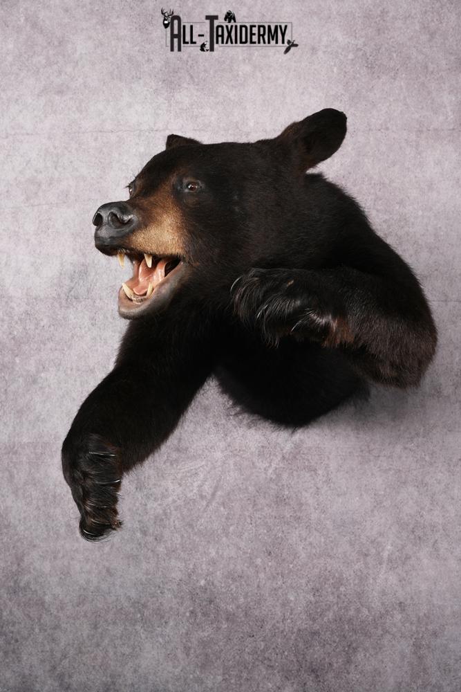 Black Bear Half Body Taxidermy Mount SKU 2472