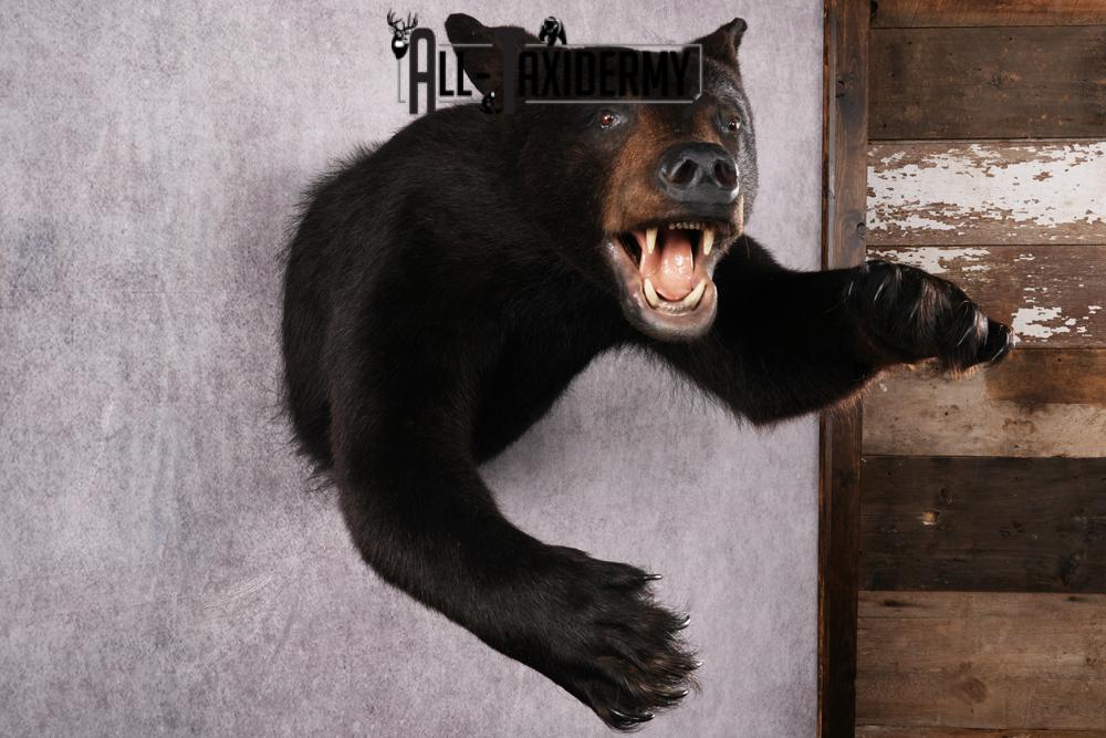 Black Bear Half Body Taxidermy Mount SKU 2472 - Image 8